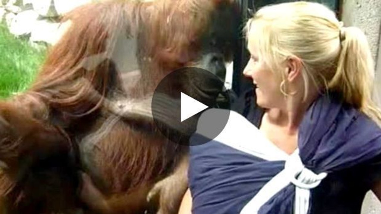 Ein Orang-Utan möchte Bekanntschaft mit einem Menschenbaby machen.