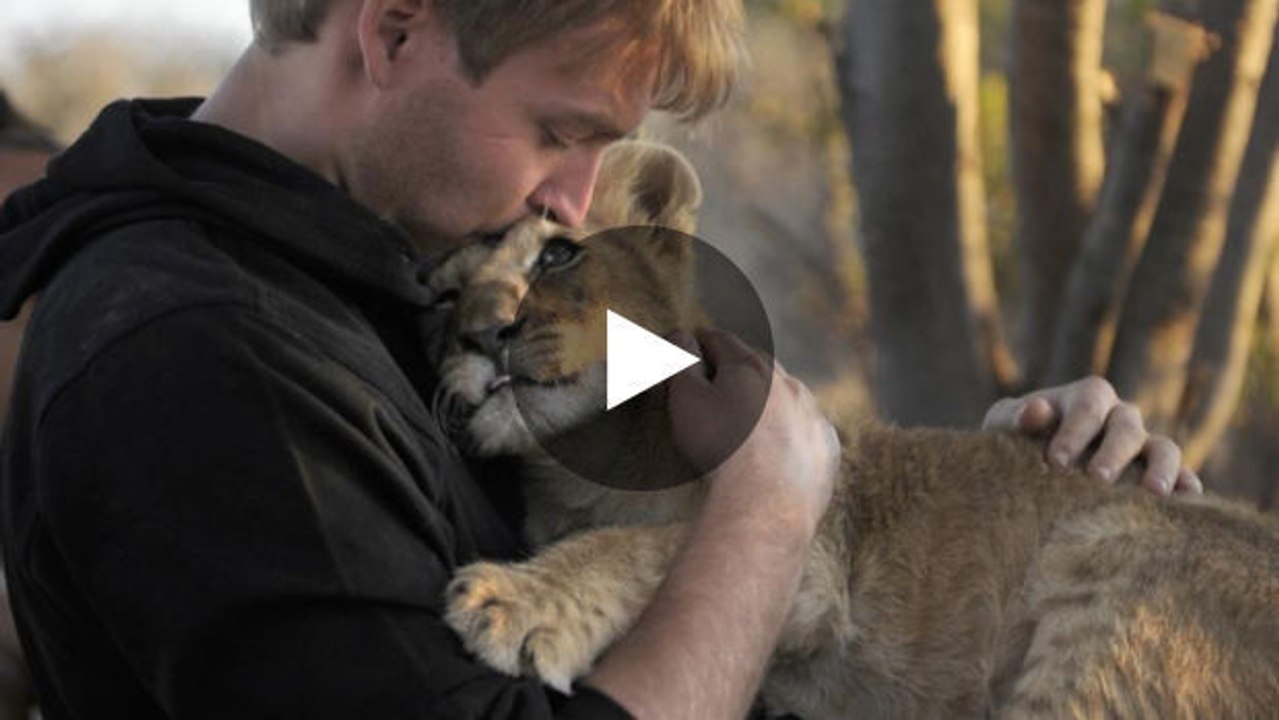 Ein löwenjunges verlangt nach streicheleinheiten.