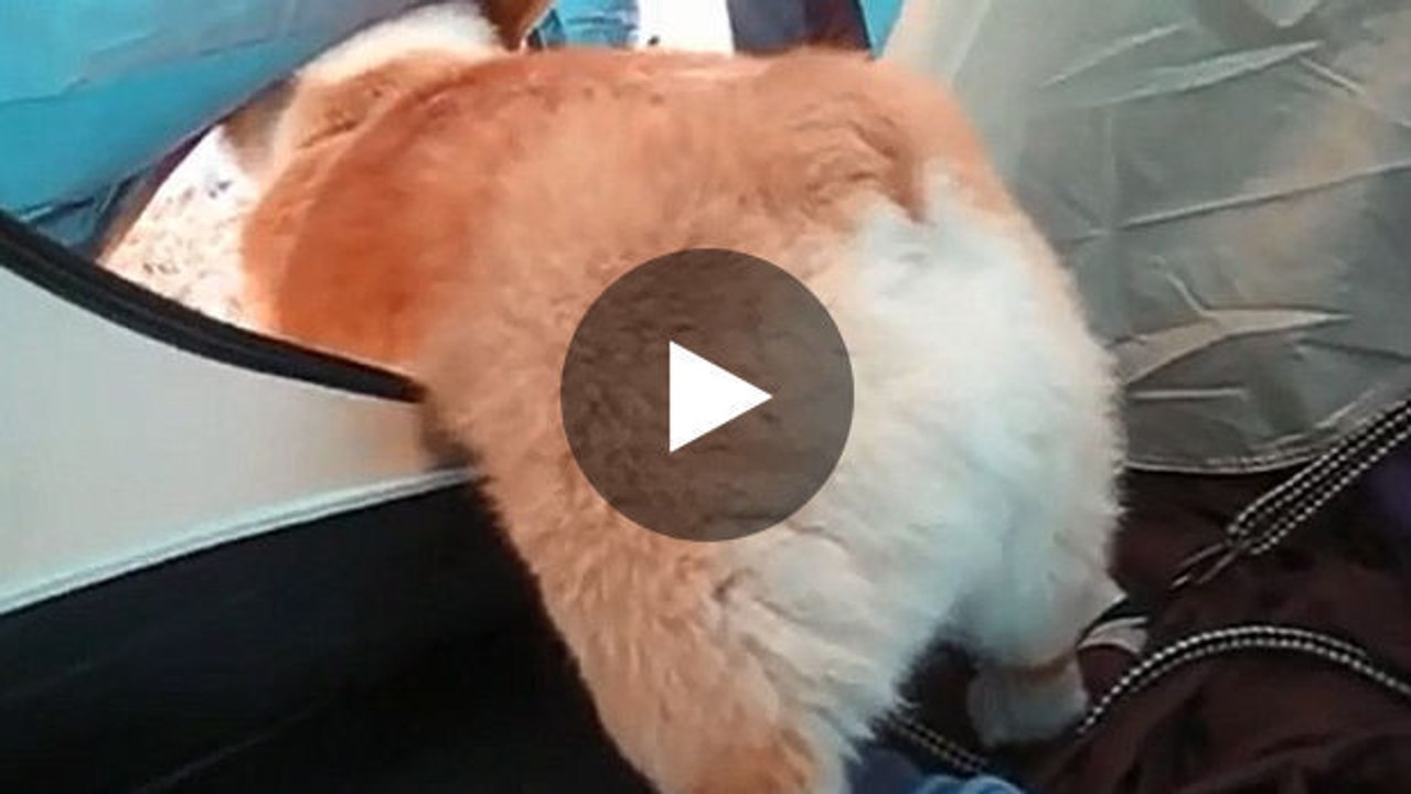 Ein süßer Corgi hat Probleme, aus dem Zelt herauszukommen.