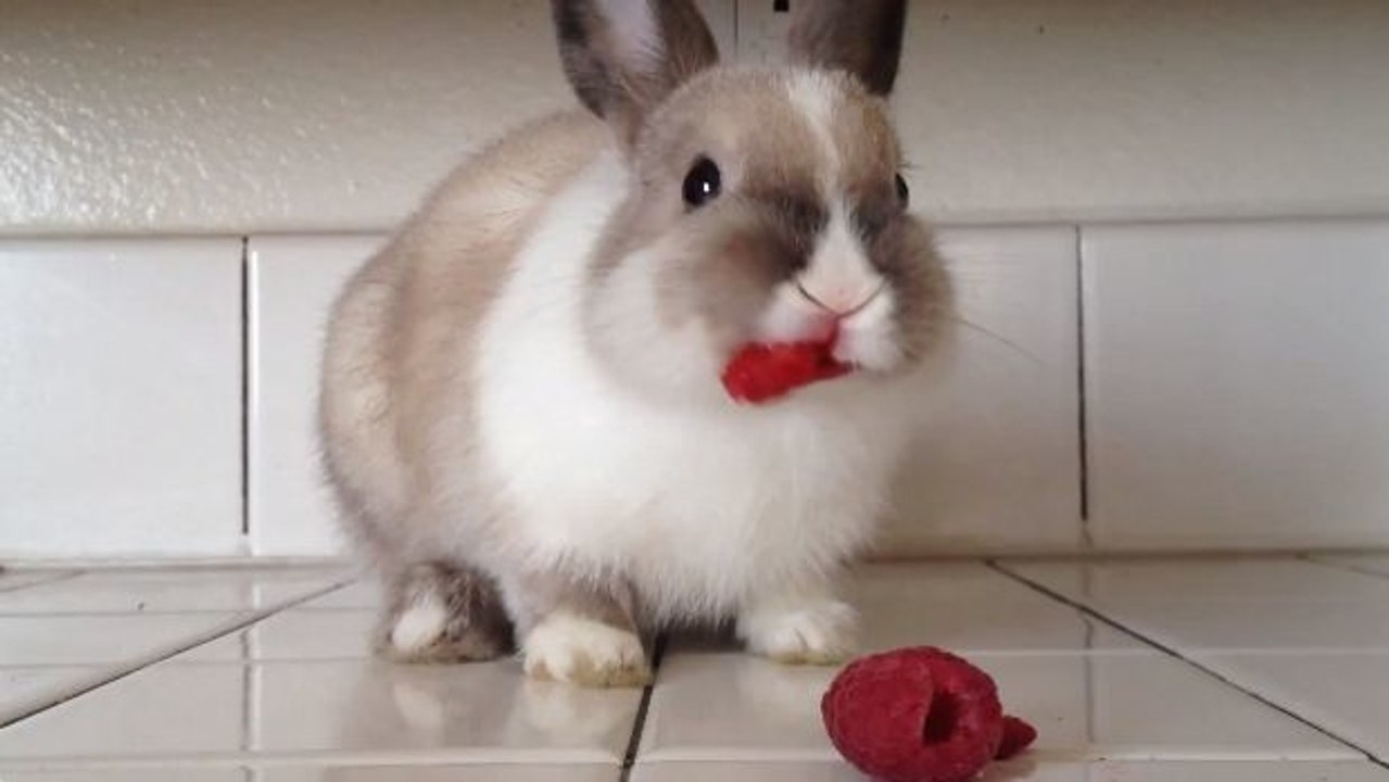 Dieses Kaninchen ist ein Schleckermaul. Es liebt Himbeeren.