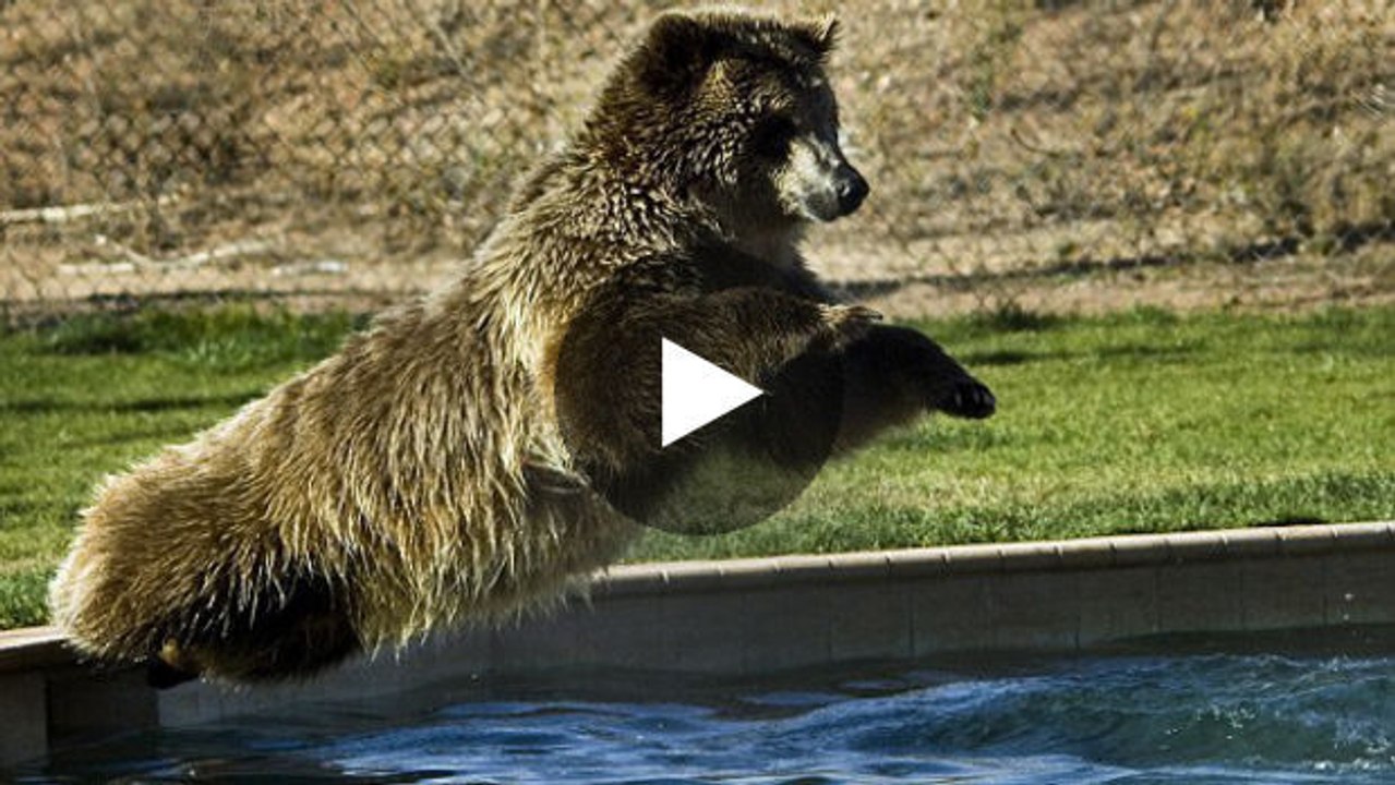 Dieser Bär springt liebend gern in einen Swimmingpool.