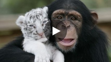 Die bewegende Reaktion eines Schimpansen gegenüber Tiger- und Wolfjungen.