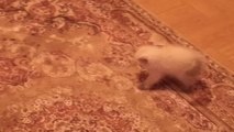 Dieses süße Kätzchen hat eine seltsame Beziehung mit dem Teppich. Sie werden es nicht fassen.