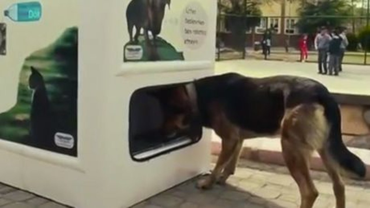 Diese Erfindung für streunende Hunde ist revolutionär. Sehen Sie, was es damit auf sich hat.