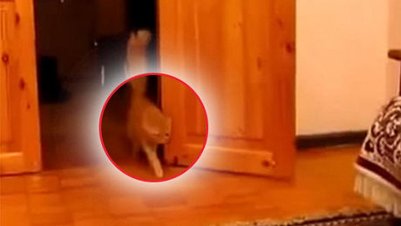 Diese Katze mag ein bestimmtes Geräusch nicht. Ihre Reaktion ist super witzig.