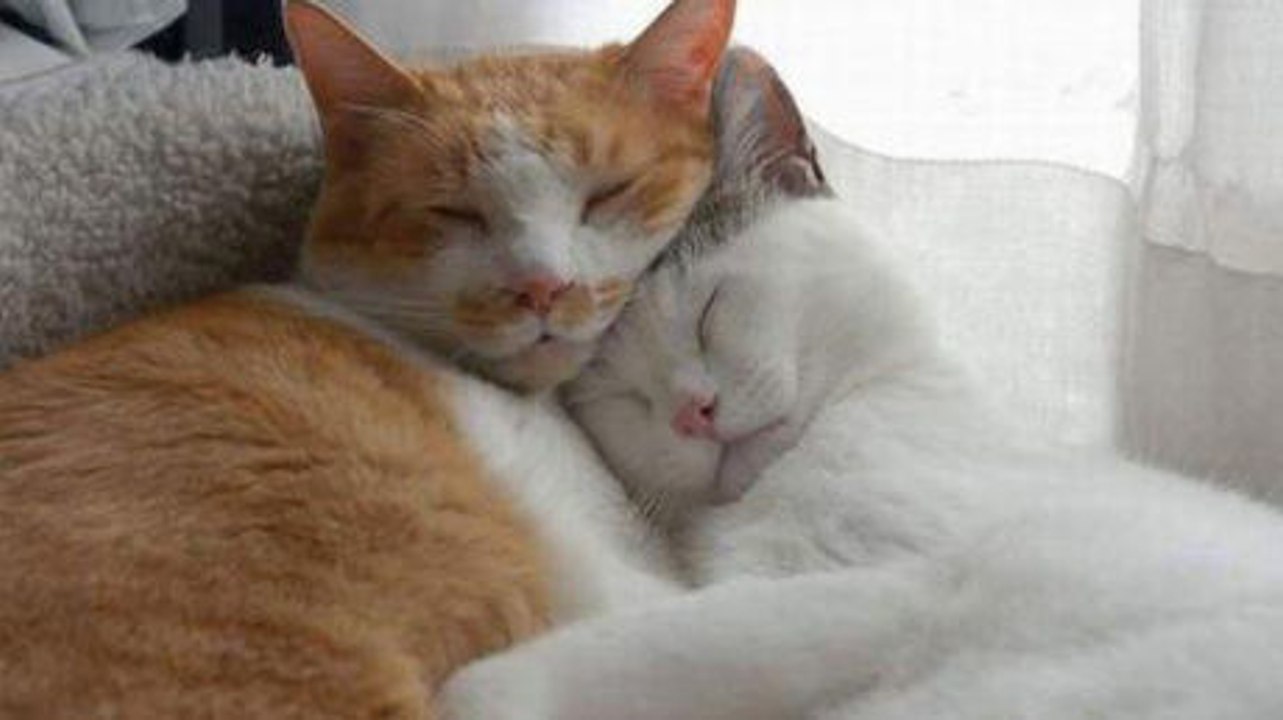 Diese beiden Katzen lieben es, miteinander zu kuscheln. Sie werden sie lieb haben.
