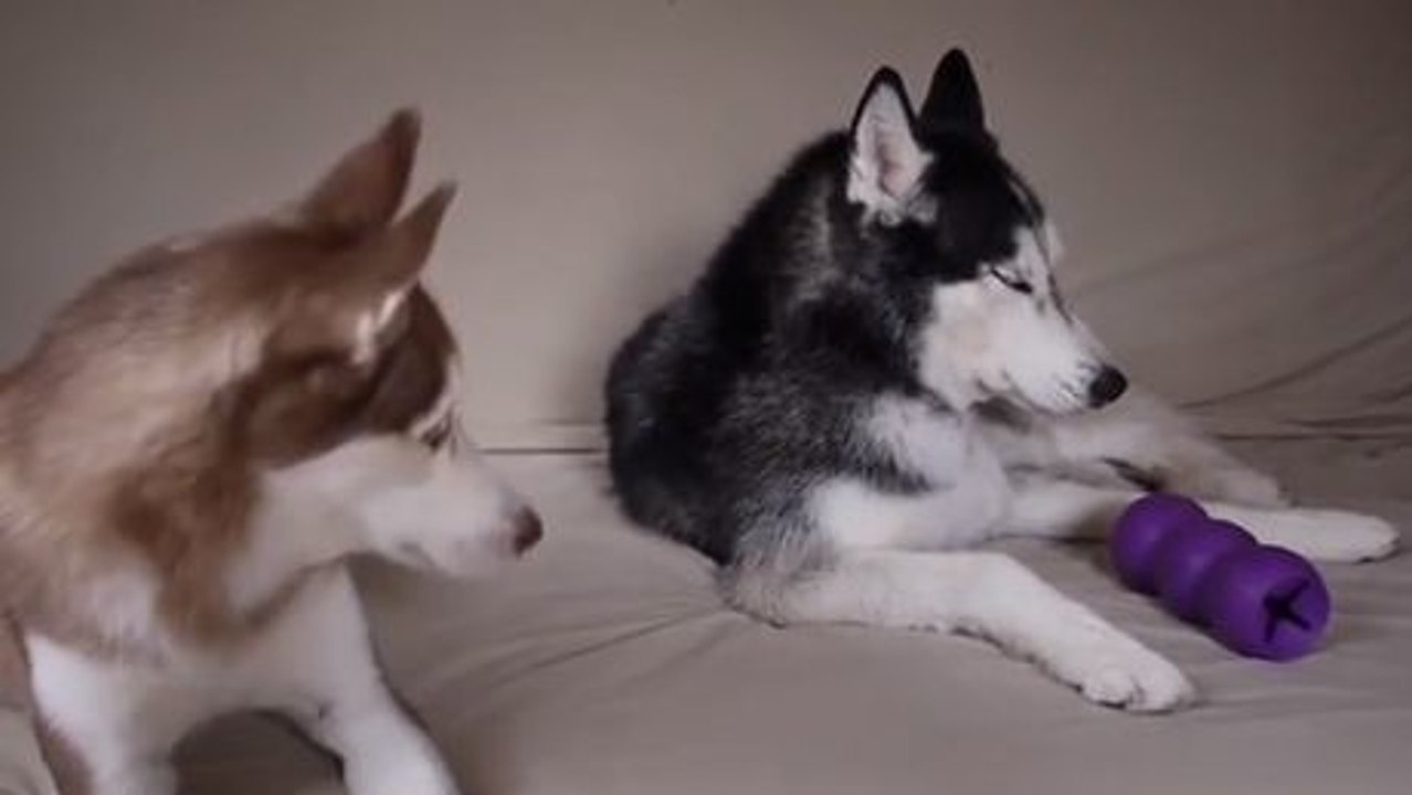 Diese Huskys sind sehr gesprächig. Sie werden es kaum glauben können.