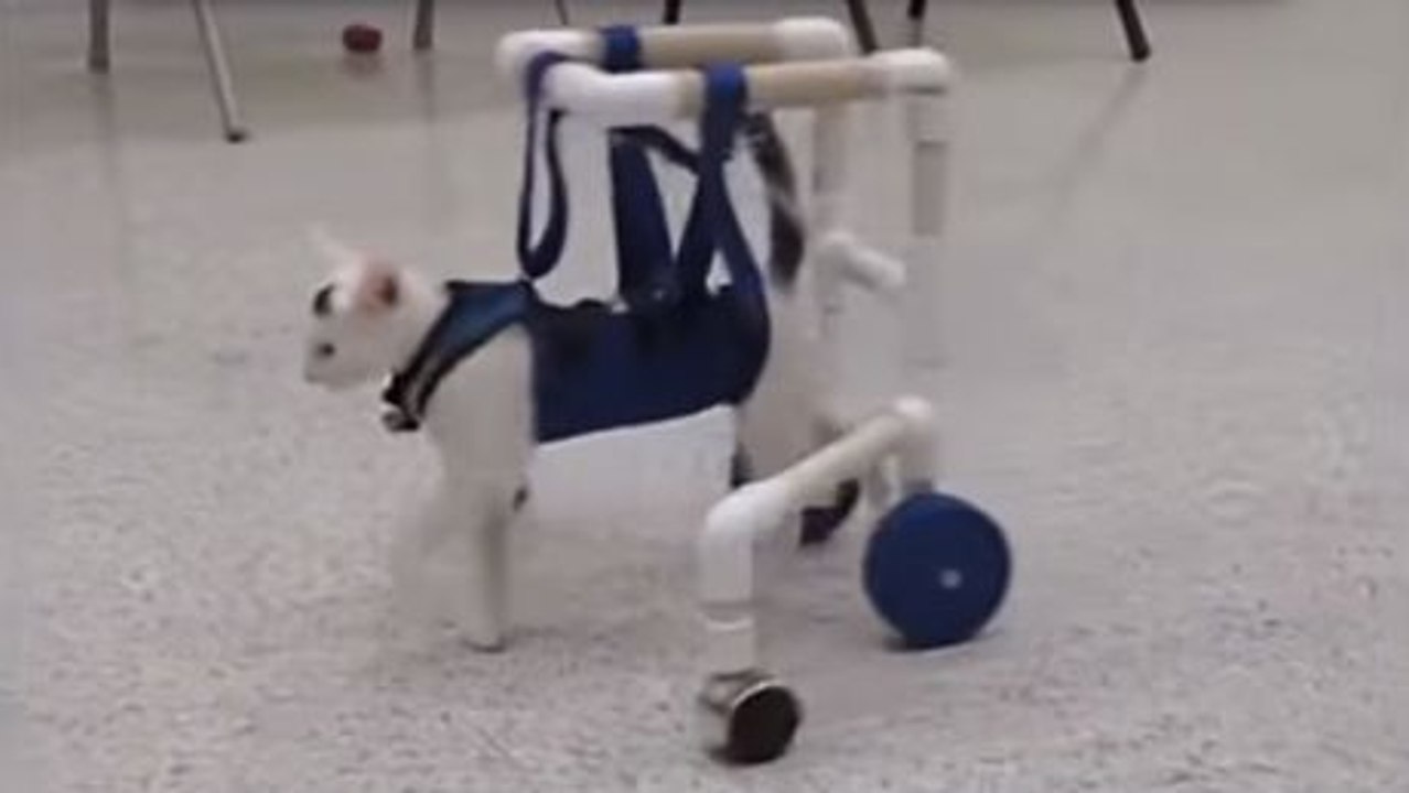 Dieses Kätzchen wurde behindert geboren und wie durch ein Wunder ist es ihm gelungen zu laufen. Eine rührende Geschichte.