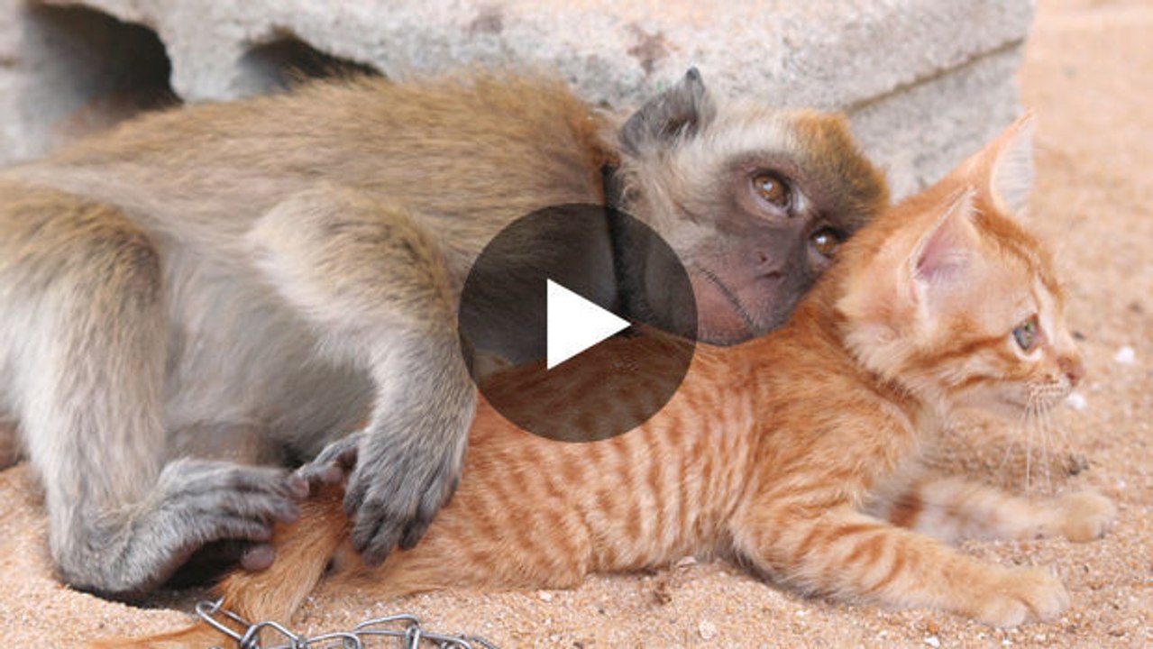 Ein Affe und ein Kätzchen sind einfach unzertrennlich.