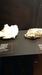 Muséum d'histoire naturelle de Grenoble (9)