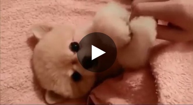 Dieser kleine, in eine Decke eingewickelte Welpe will gestreichelt werden. Sie werden dahinschmelzen!