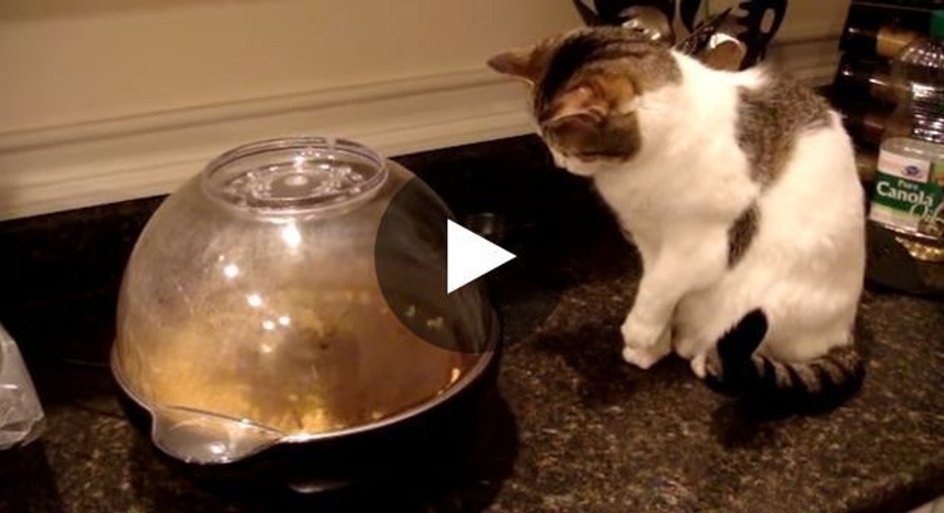 Diese Katze reagiert sehr lustig beim Anblick einer Popcorn-Maschine.