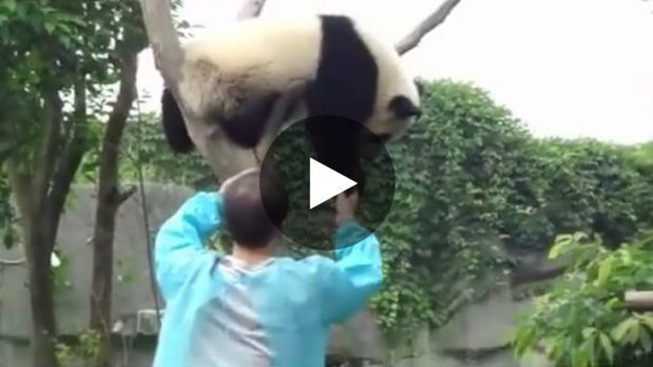 Dieser Panda möchte aus einem ganz bestimmten Grund von seinem Baum - Sie werden dahinschmelzen.