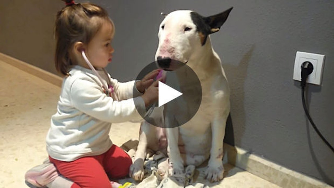 Dieser Hund lässt ein Mädchen mit sich Doktor spielen.