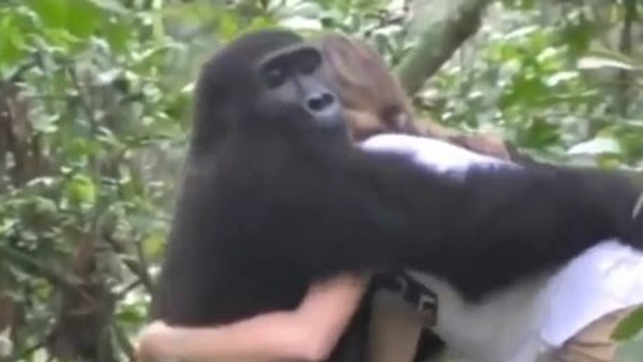 Dieses Mädchen und dieser Gorilla haben sich seit Jahren nicht gesehen. Das Wiedersehen ist rührend.