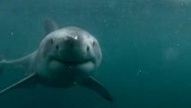 Nach einem Sprung schwimmt ein Hai ganz dicht an diesem jungen Mann vorbei. Was wird passieren?