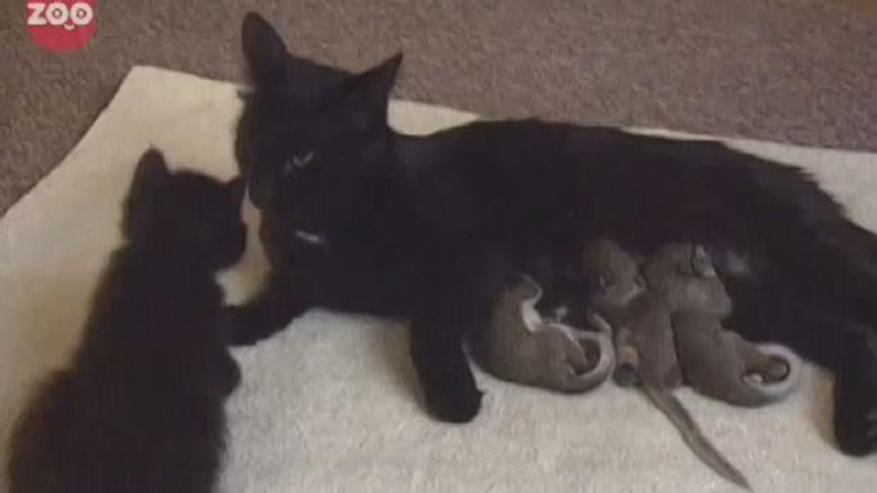 Eine Katze adoptiert Baby-Eichhörnchen und verhält sich ihnen gegenüber wie ihre richtige Mutter!