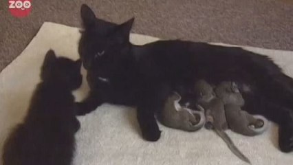 Eine Katze adoptiert Baby-Eichhörnchen und verhält sich ihnen gegenüber wie ihre richtige Mutter!