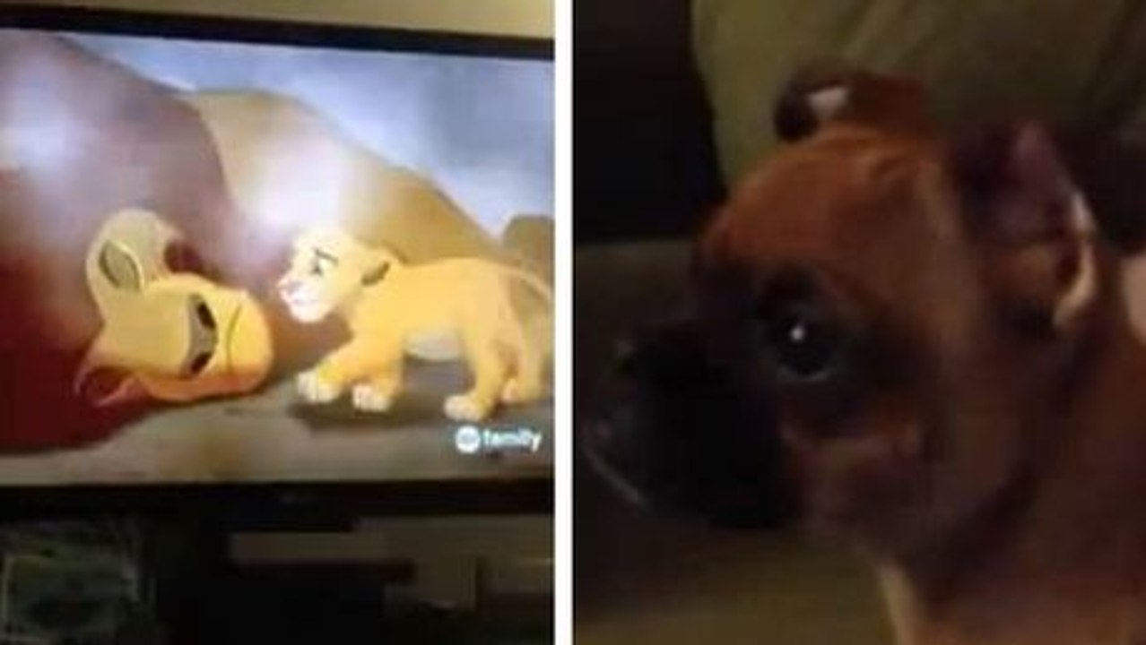 Der Film 'Der König der Löwen' hat diesen Hund zu Tränen gerührt. Eine niedliche Szene.