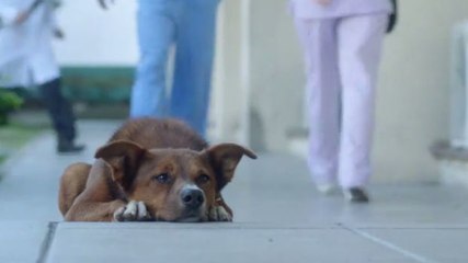 Download Video: Ein Hund folgt seinem Herrchen bis zum Krankenhaus. Der Grund ist bewegend.