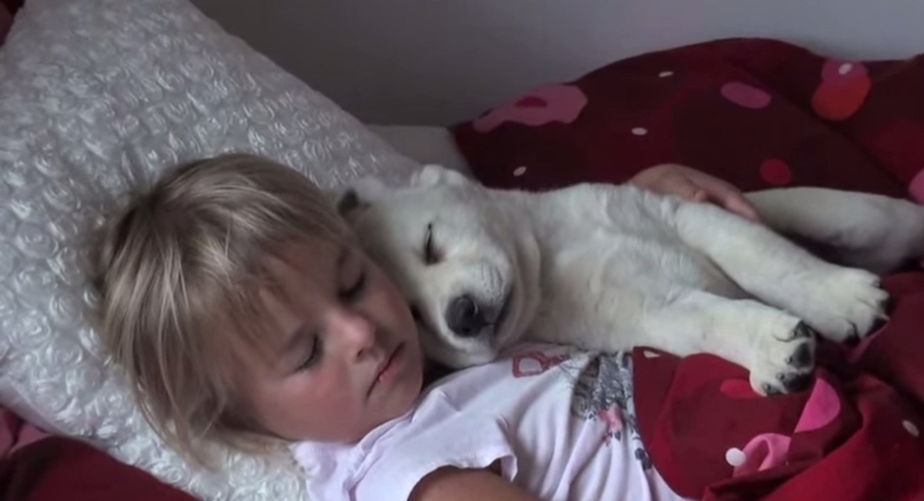 Dieser Labradorwelpe liebt es, neben seinem Frauchen aufzuwachen. Eine Freundschaft, von der man nur träumen kann!