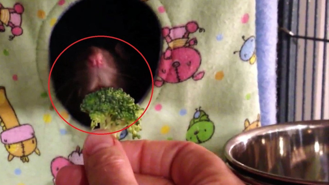 Dexter die Ratte hat gar keine Lust, seinen Brokkoli zu essen. Das, was er macht, ist urkomisch!