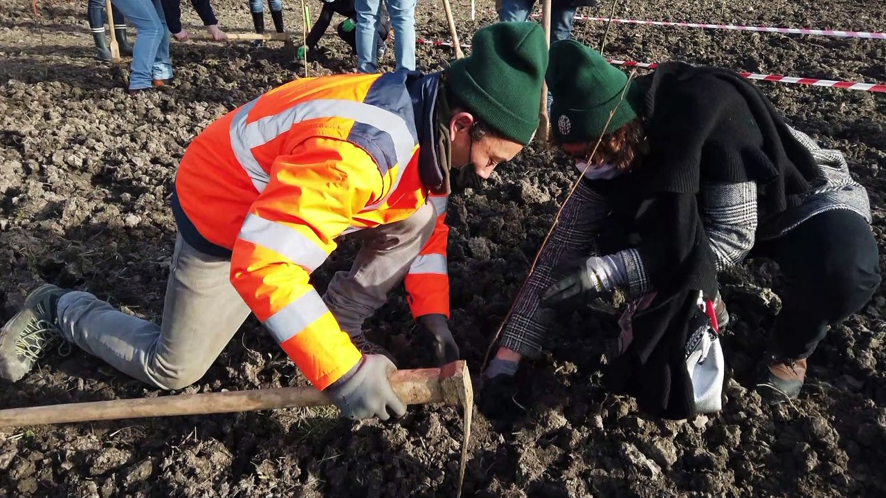 Actus : « Trees everywhere », 27000 arbres à Gravelines  - 01 Février 2022