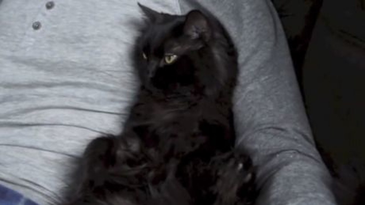 Das sind die Zeichen dafür, dass Ihre Katze Sie liebt.