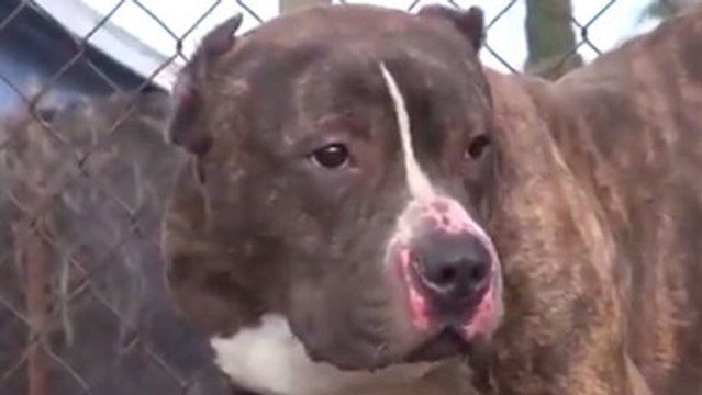 Er wurde misshandelt und trotzdem hatte dieser Pitbull ungewöhnliches Schicksal. Sie werden es nicht glauben.