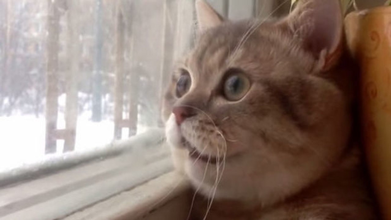 Diese Katze hat vom Fenster aus einen Vogel gesehen. Was sie tut, ist total komisch!