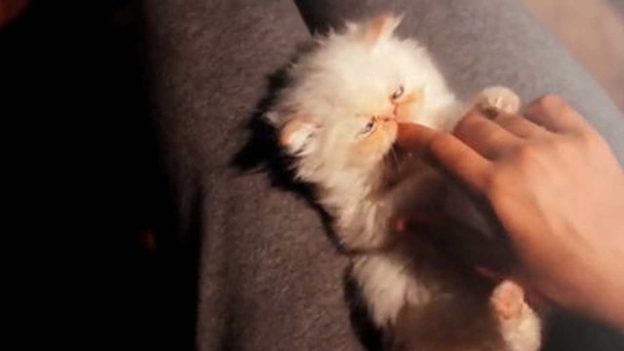 Diese Katze freut sich über jede Streicheleinheit. Schauen Sie, wie sie sie von ihrem Herrchen abverlangt.