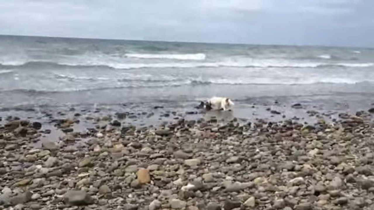 Ein Hund und sein Herrchen werden bei einem Strandspaziergang zu Helden.