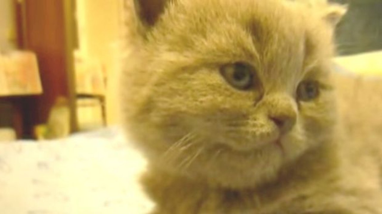 Dieses Kätzchen scheint recht wach zu sein. Aber der Schein trügt.
