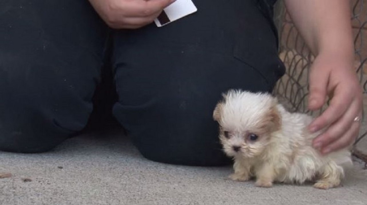 Aus einer welpenfarm gerettetes hündchen bekommt wieder geschmack am leben.