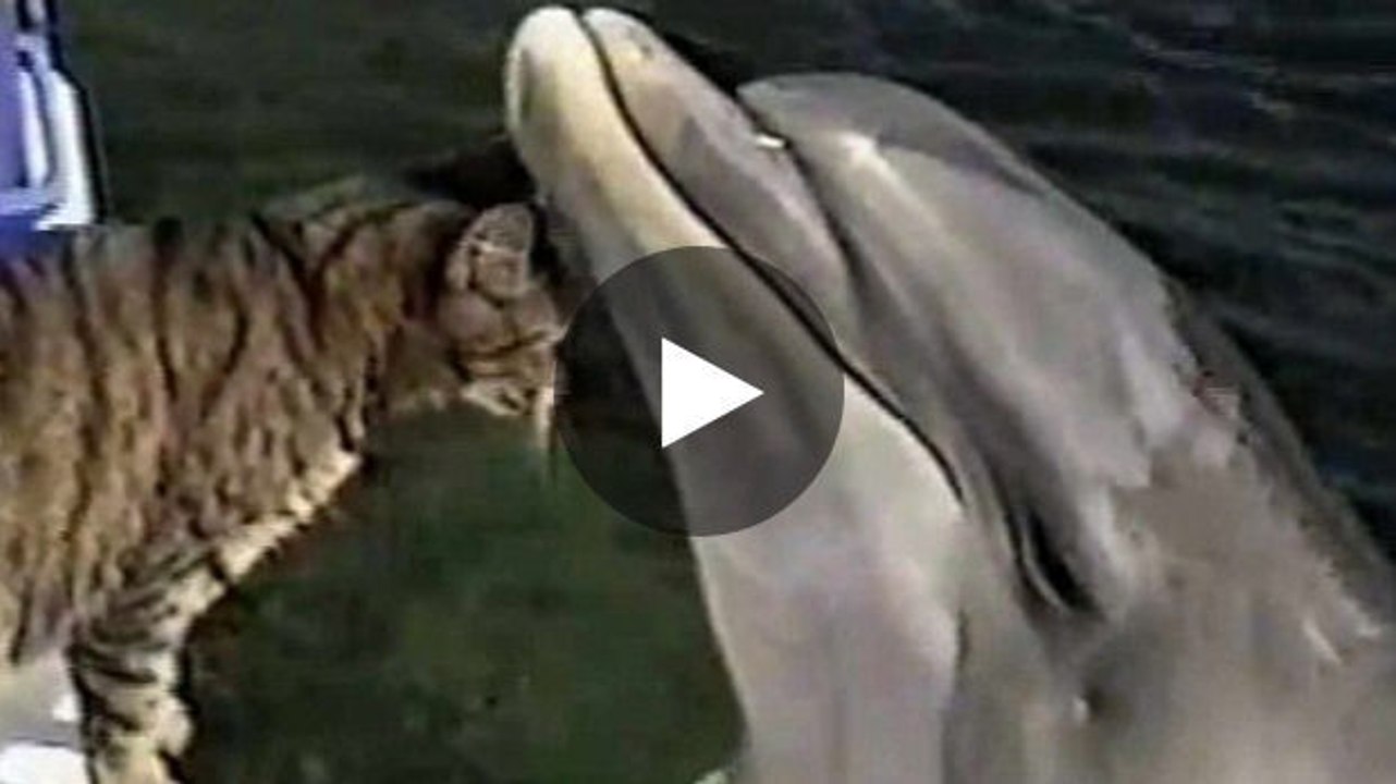 Dieser Delfin nähert sich dem Boot, um es sich genauer anzusehen. Was dann folgt, ist sehr berührend!