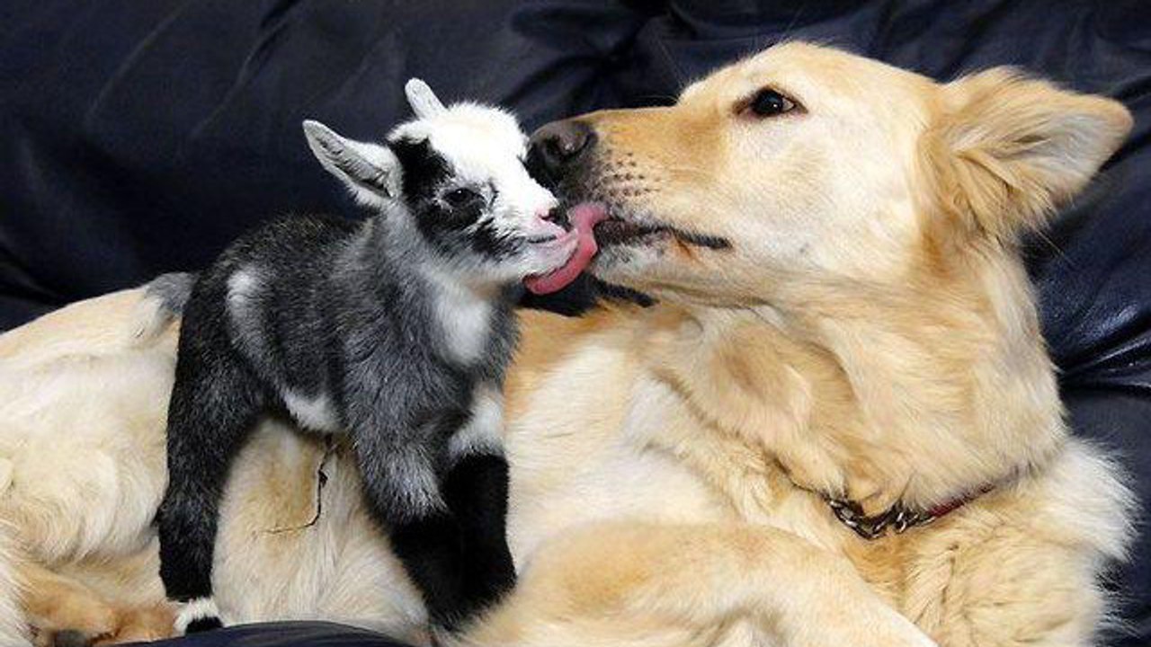 Ein großer Hund adoptiert ein kleines Zicklein.