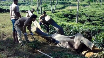 Скачать видео: Dieser Elefant steckte in einer Rückenlage fest und wurde von Menschen gerettet, die das Unmögliche möglich gemacht haben.