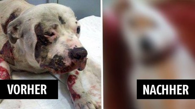 Niemand wollte diesen Hund annehmen. Die Fortsetzung seiner Geschichte ist aber wunderschön.