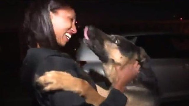 3 Jahre lang war dieser Hund verschwunden und ist nun wieder mit seiner Familie wieder vereint.