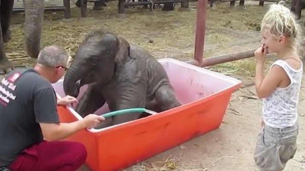 Dieses Elefantenbaby ist sehr ungelenk, wenn es badet.