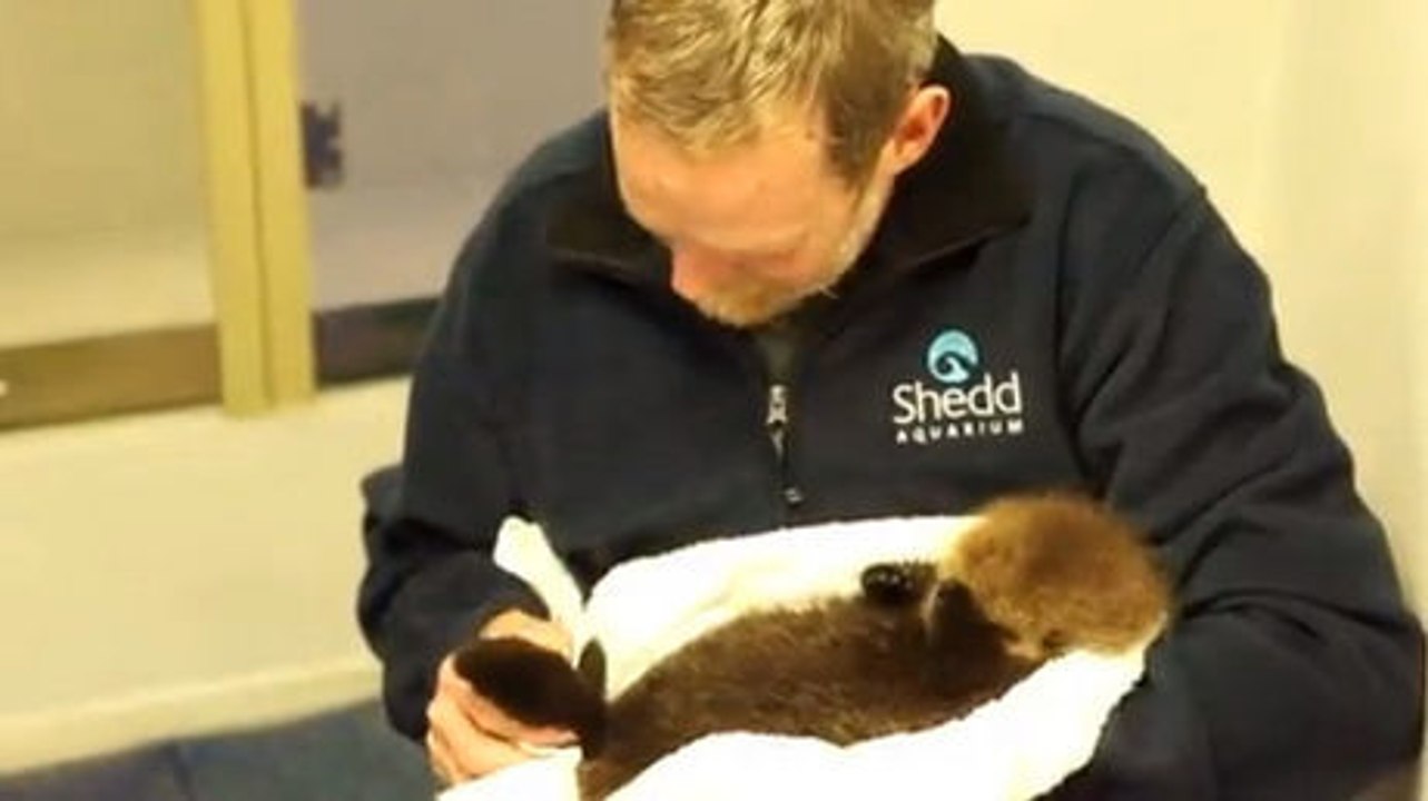 Dieses verlassene otter-baby konnte nichts alleine machen. diese leute haben sich entschieden, ihm zu helfen.