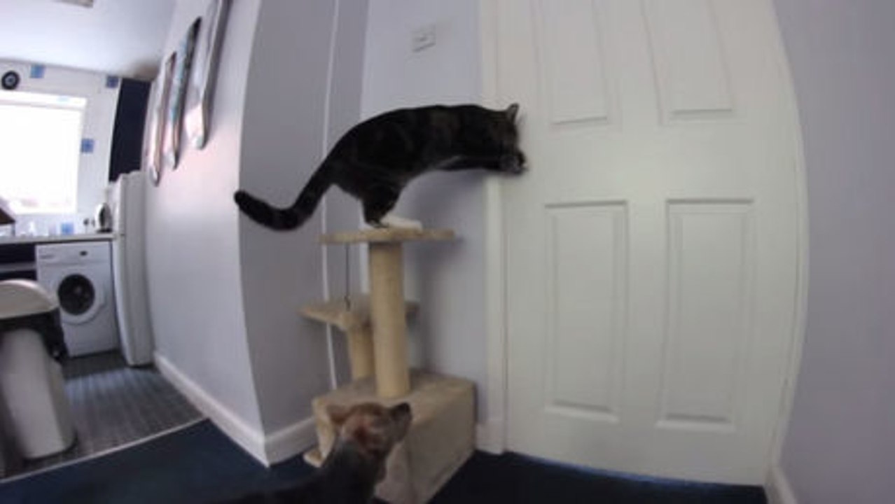 Diese Katze und dieser Hund sind richtige kleine Lümmel. Sie wissen, wie man im Team arbeitet.