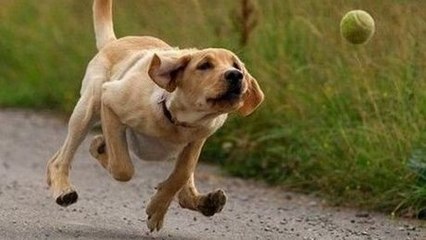 Was dieser Hund mit einem Ball macht, ist sehr beeindruckend.