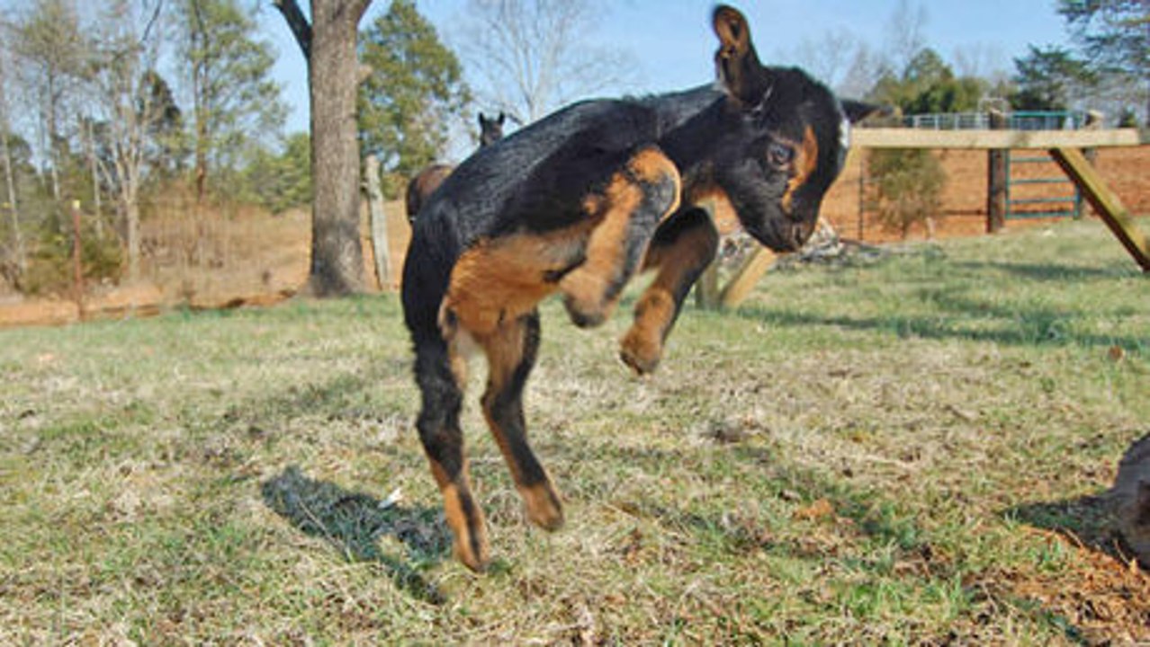Diese kleinen neugeborenen Ziegen sitzen nicht still. Sie können nicht aufhören, zu hüpfen.