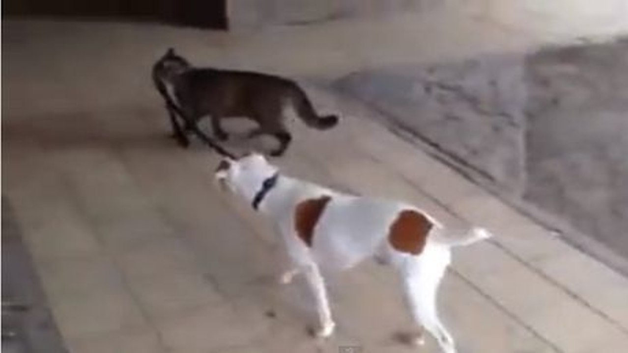 Dieser Hund wird gerne spazieren geführt. Und mit dieser Katze wird er nicht enttäuscht sein.