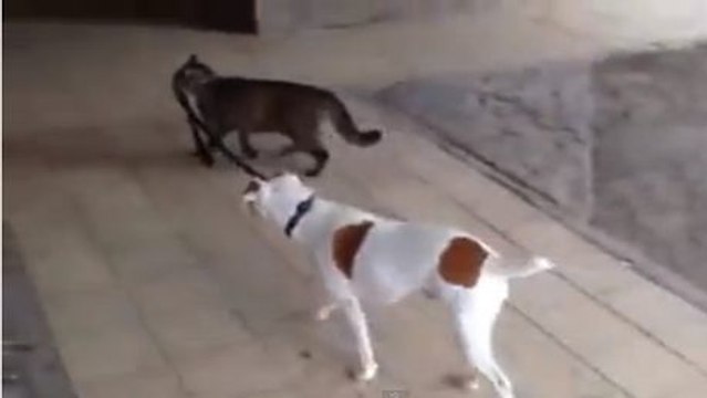 Dieser Hund wird gerne spazieren geführt. Und mit dieser Katze wird er nicht enttäuscht sein.