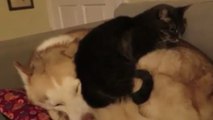 Diese Katze hat ein sehr originelles Kissen gefunden... aus echtem Hund!