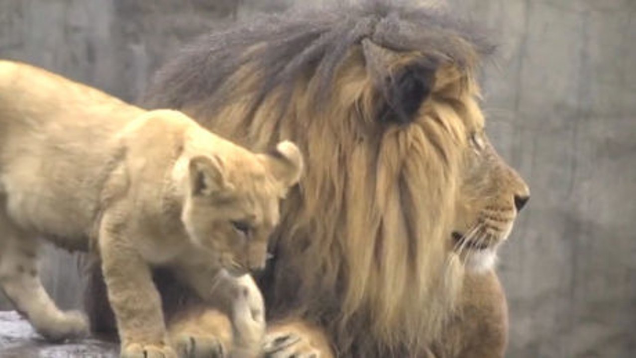 Diese jungen Löwen treffen zum ersten Mal ihren Vater. Ein erstaunlicher Moment.