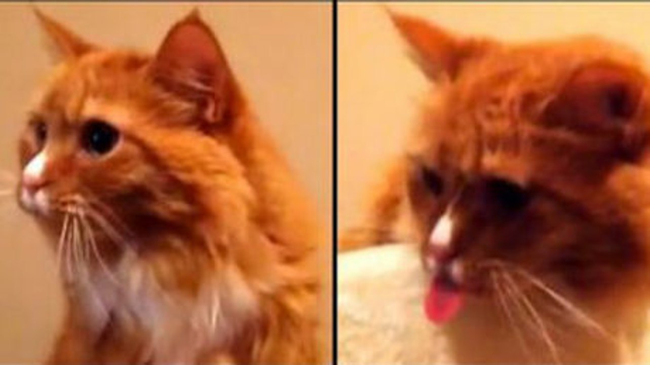 Diese Katze hat einen komischen Tick, als sie das Geräusch des Klebebandes hört. Sie kann einfach nicht anders.