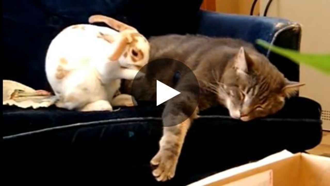 Diese Katze und dieses Kaninchen sind beste Freunde und unzertrennlich!